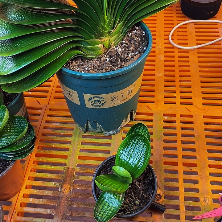 完全开放油麻短叶