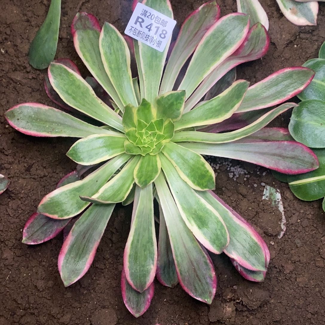 嘿*红魔女多肉法师锦，418