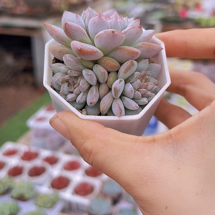 玉芙蓉群带盆19包邮