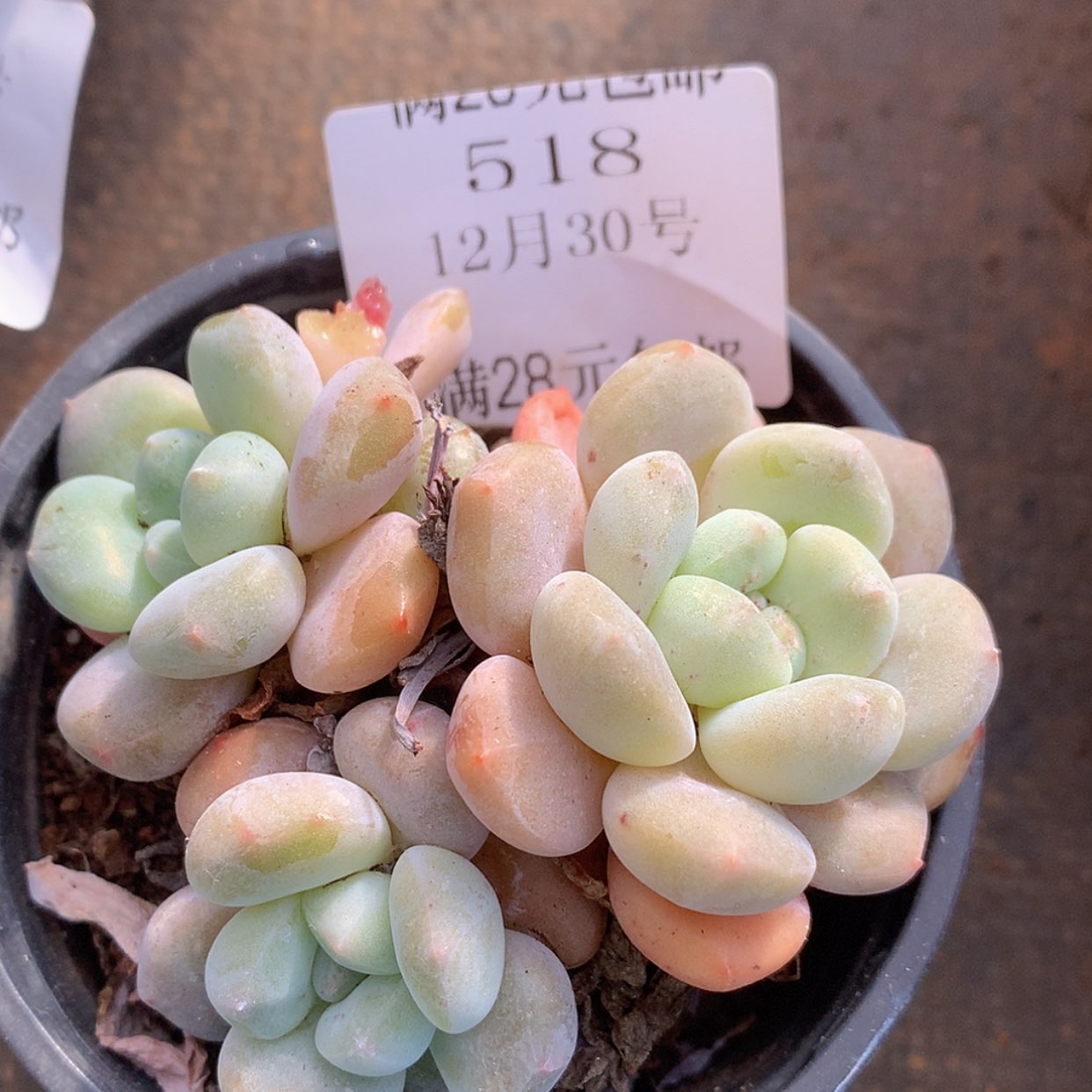 【闪购商品】云518号