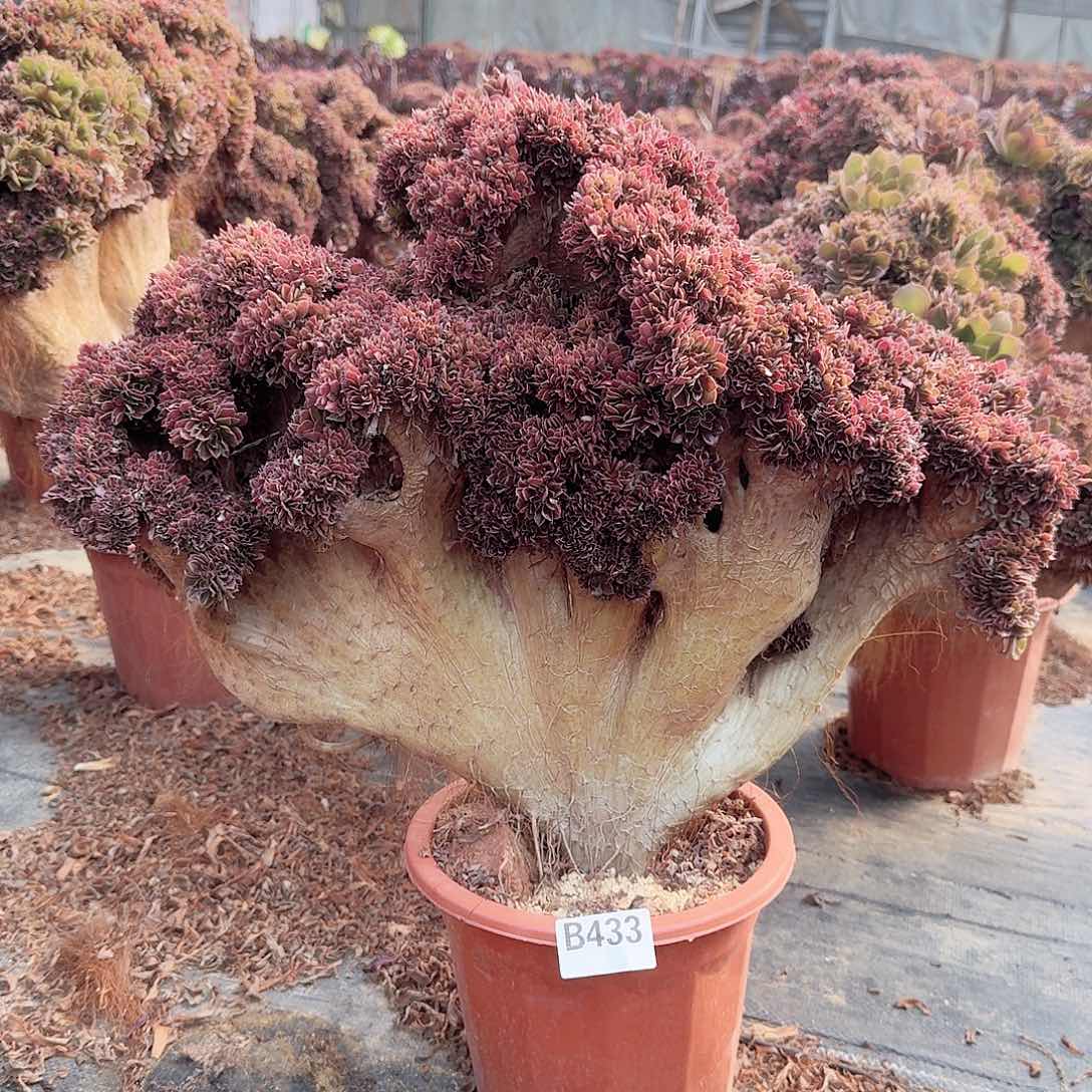 433玫瑰一颗呀呀