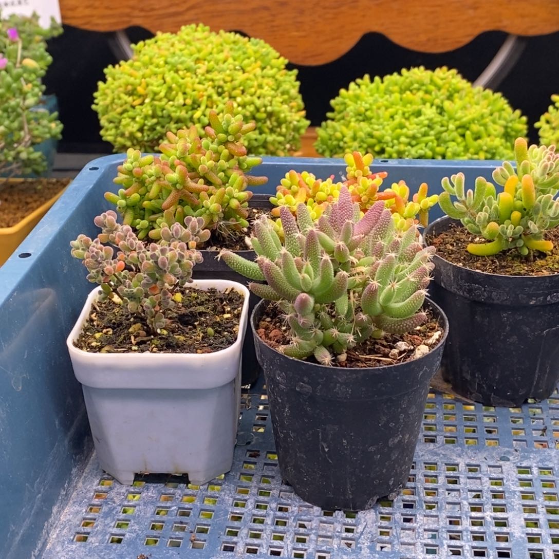 黄***粑560五颗福利。        