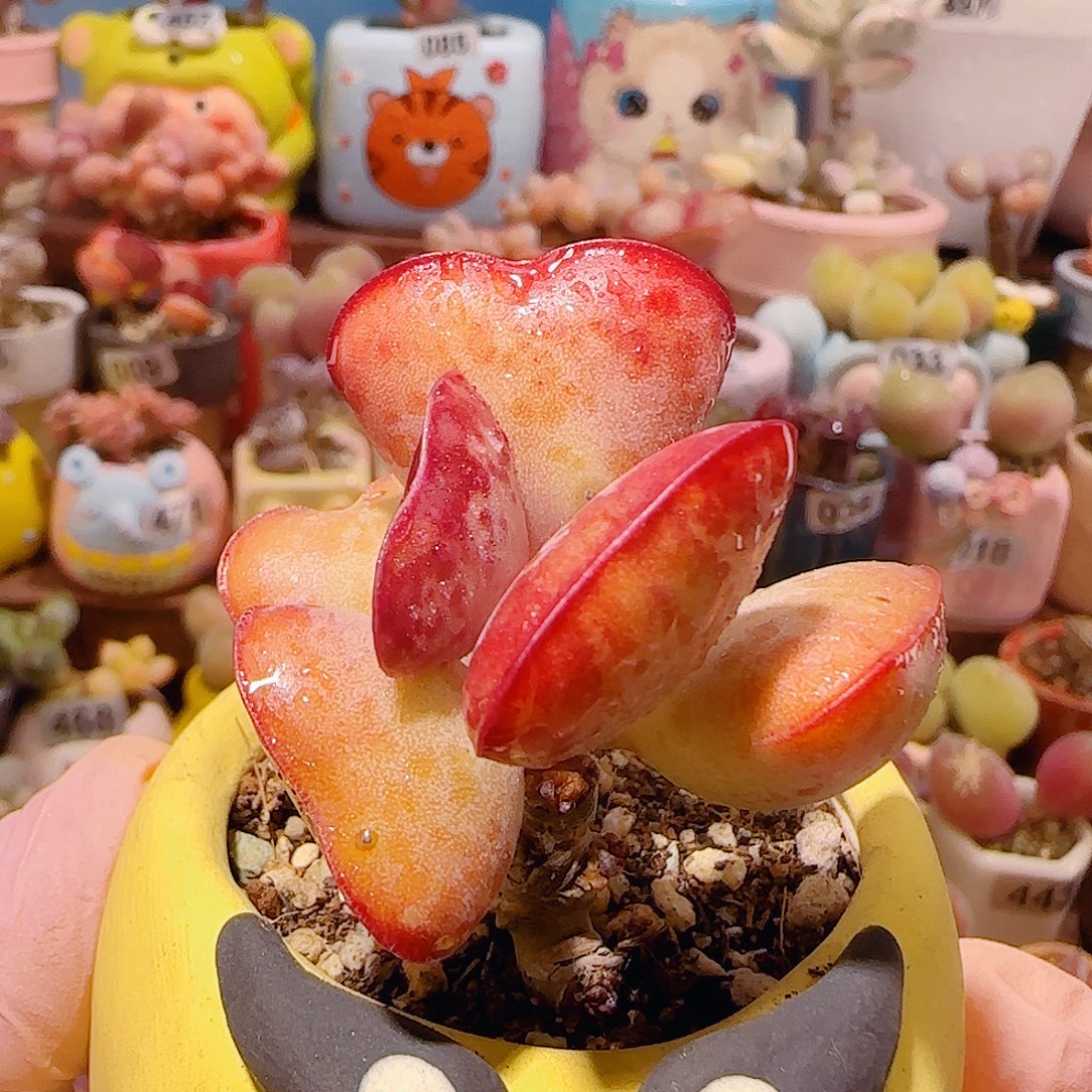 T爱心水泡盆口5cm