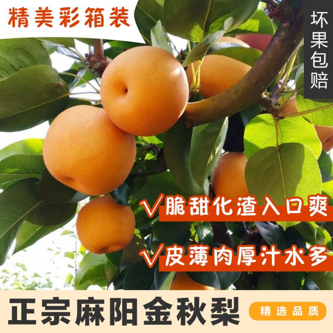  （顺丰包邮）湖南麻阳高山金秋梨脆甜多汁产地直发
