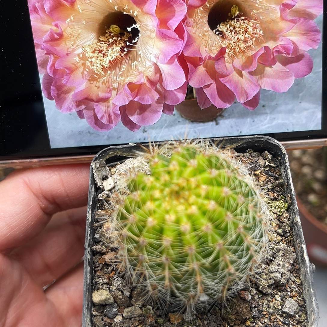 彩草小桃红带根3公分左右