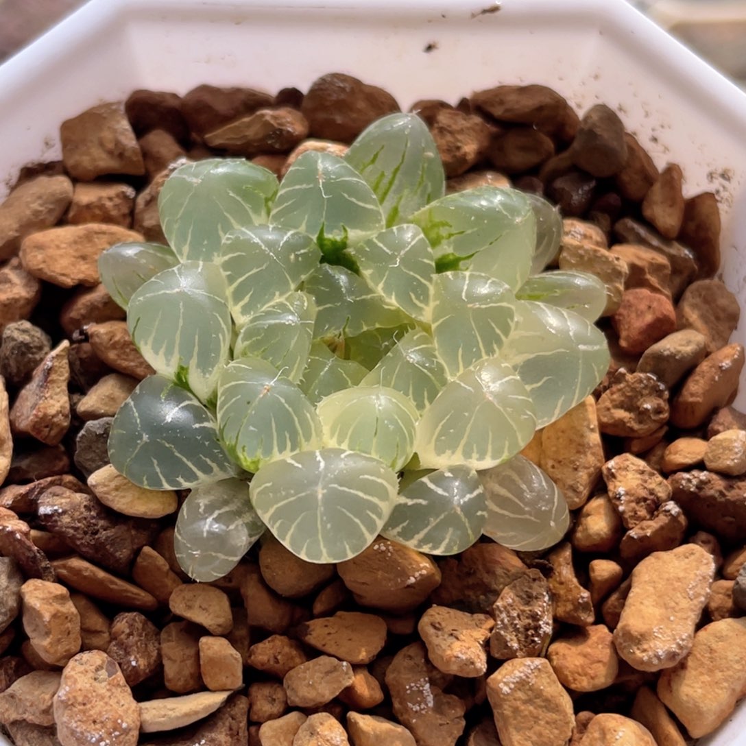 53糊斑孙灯锦  十二卷