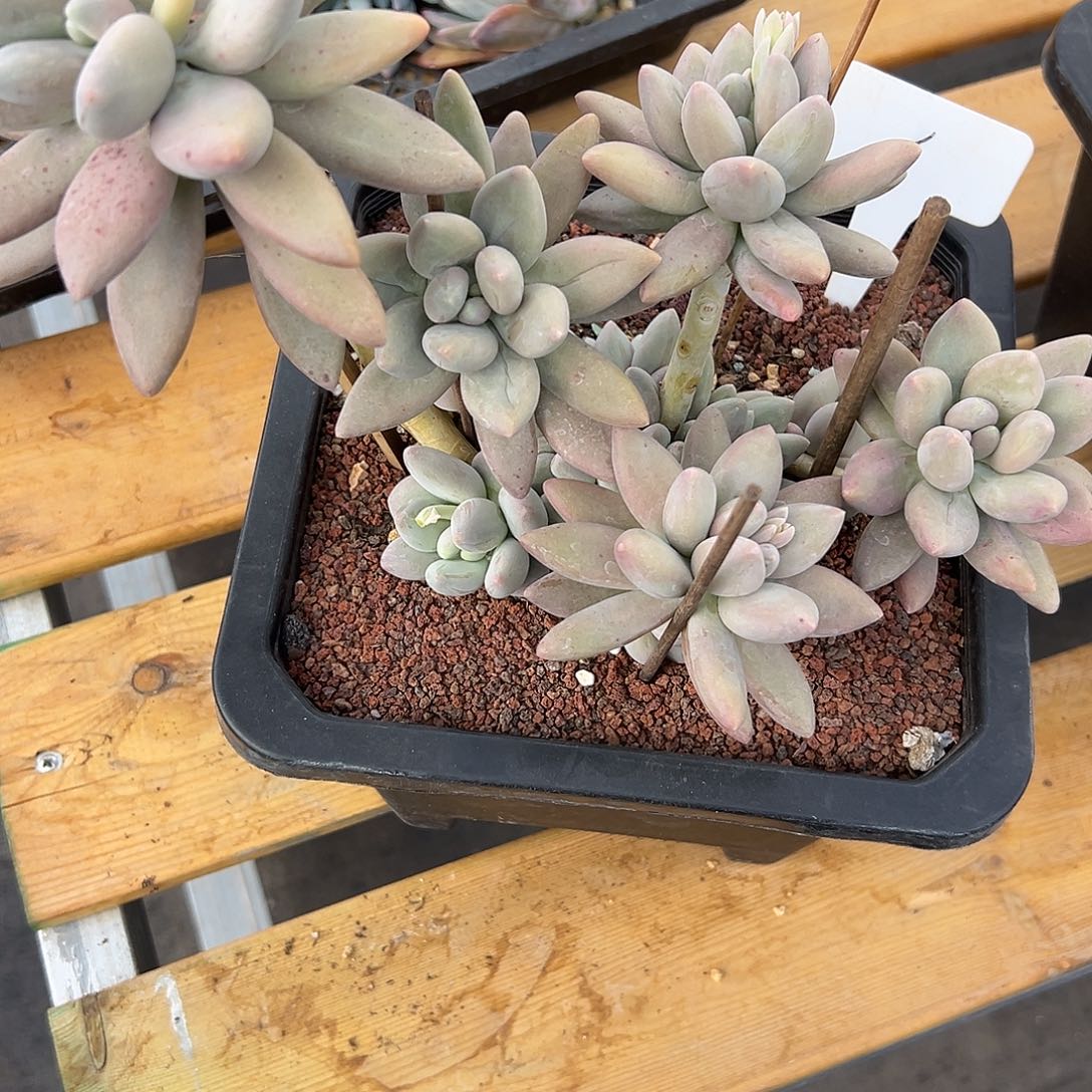 1白兰地 多肉。    