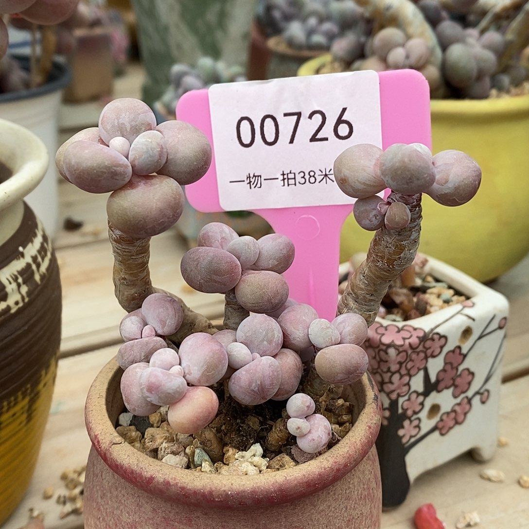 00726，KTVout啦啦莉莉莉莉