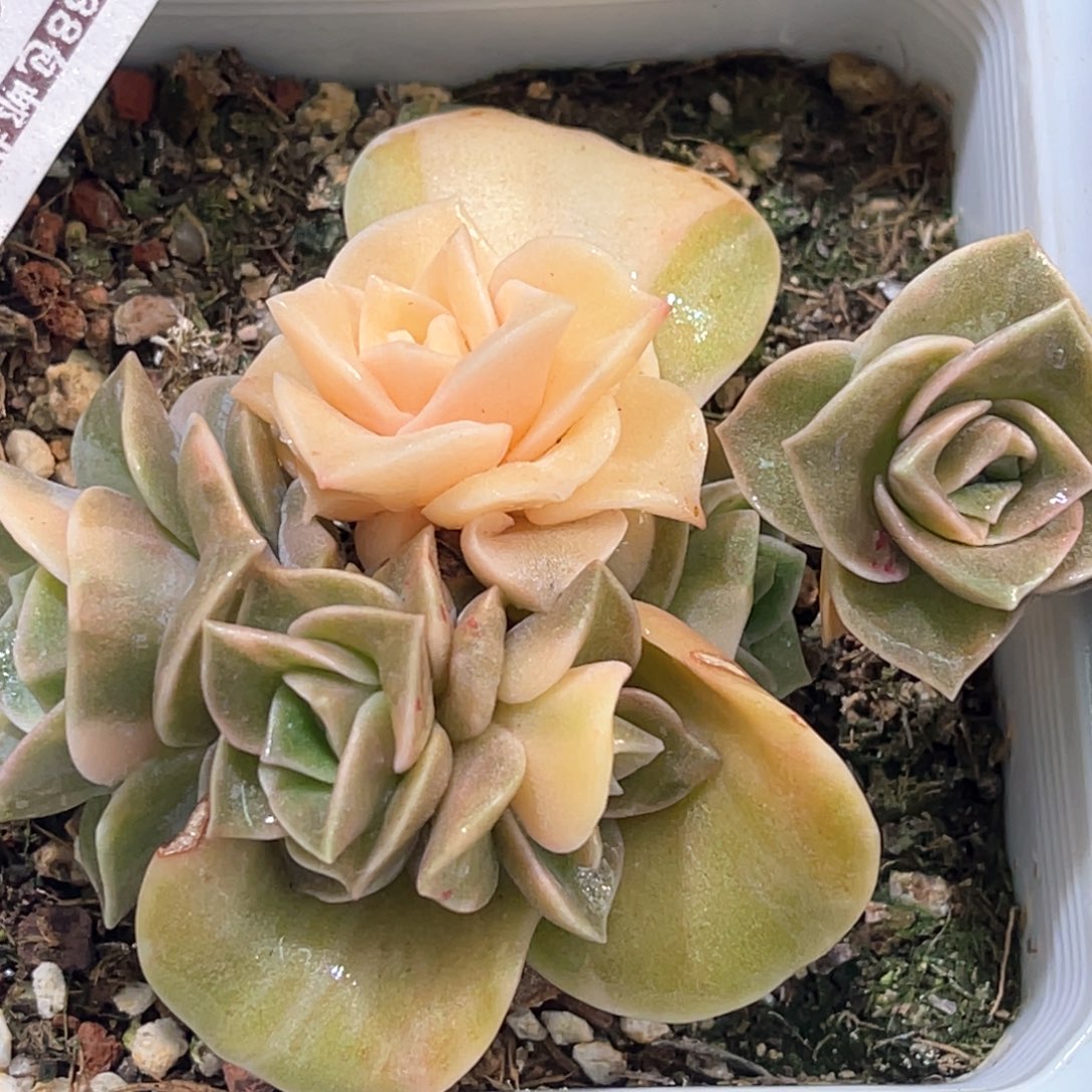 多肉特价可爱玫瑰锦底座