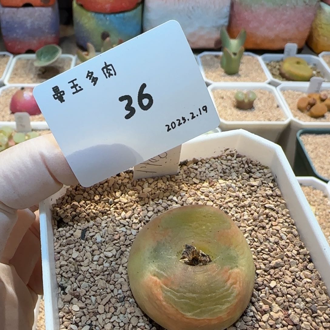 崔*儿多肉多肉多肉2.19-036