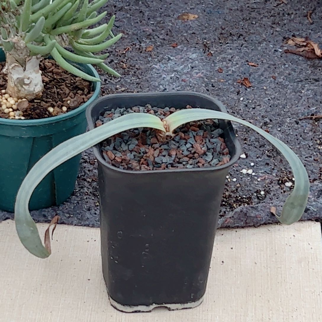 实生 百岁兰一物一拍