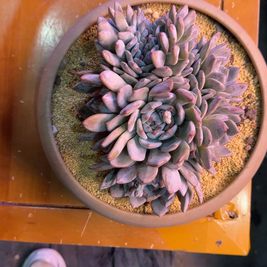 星影缀化无砍多肉