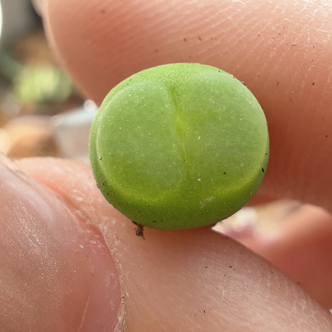 2.6.10/新头0.9厘米矮扁大窗紫皮拉登