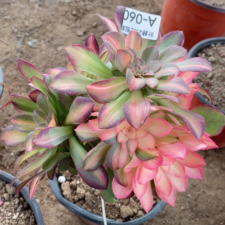 60流星雨嫁接多肉12345678