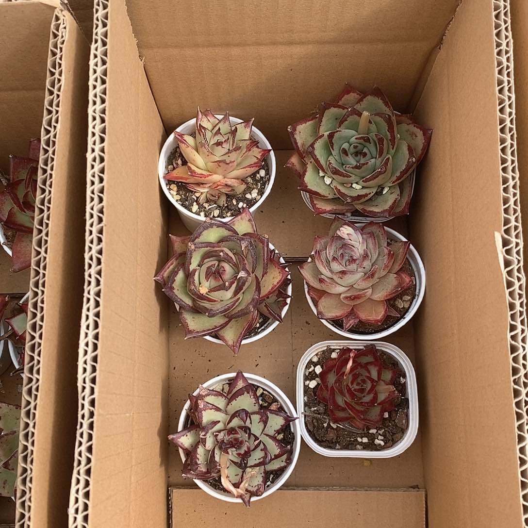 各类乌木超大个 6466