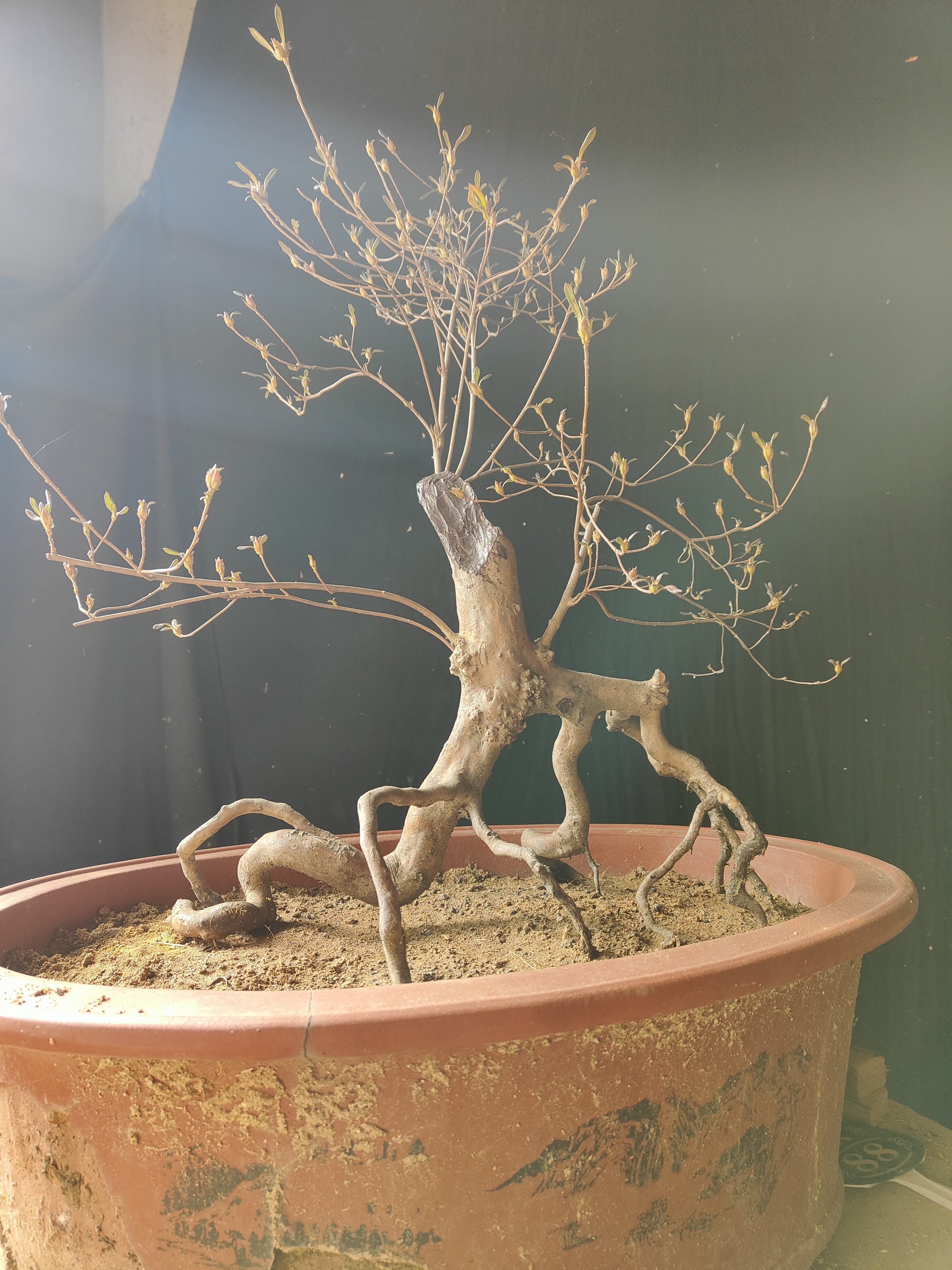 根艺映山红 大别山先花后叶映山红