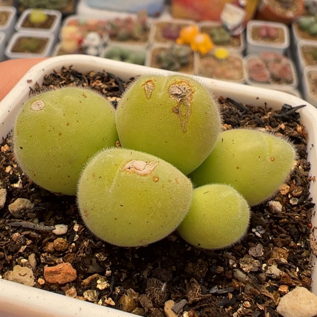 062多肉植物百科