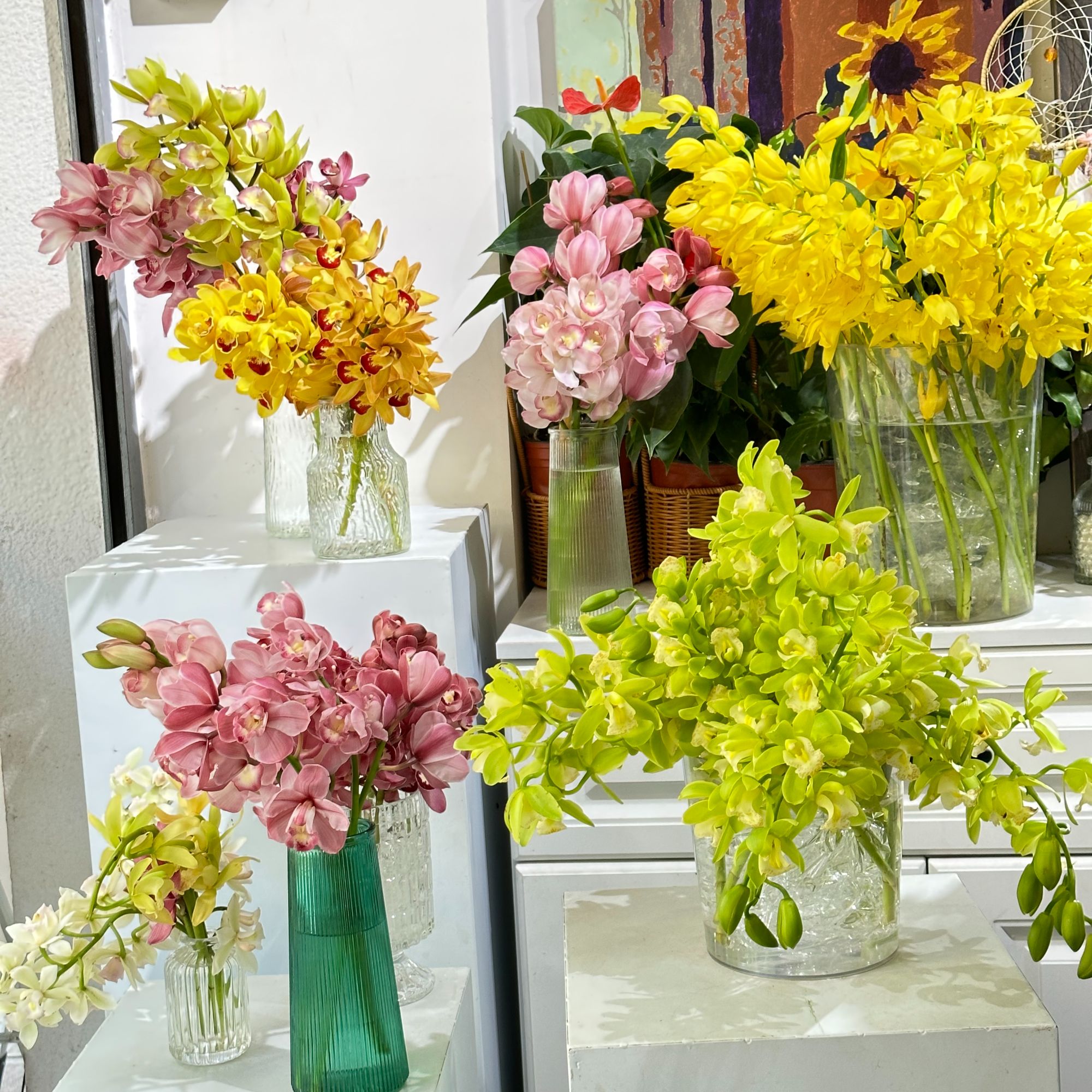 特A级大花蕙兰鲜切花【18个花苞以上】现切现发，顺丰基地直邮。