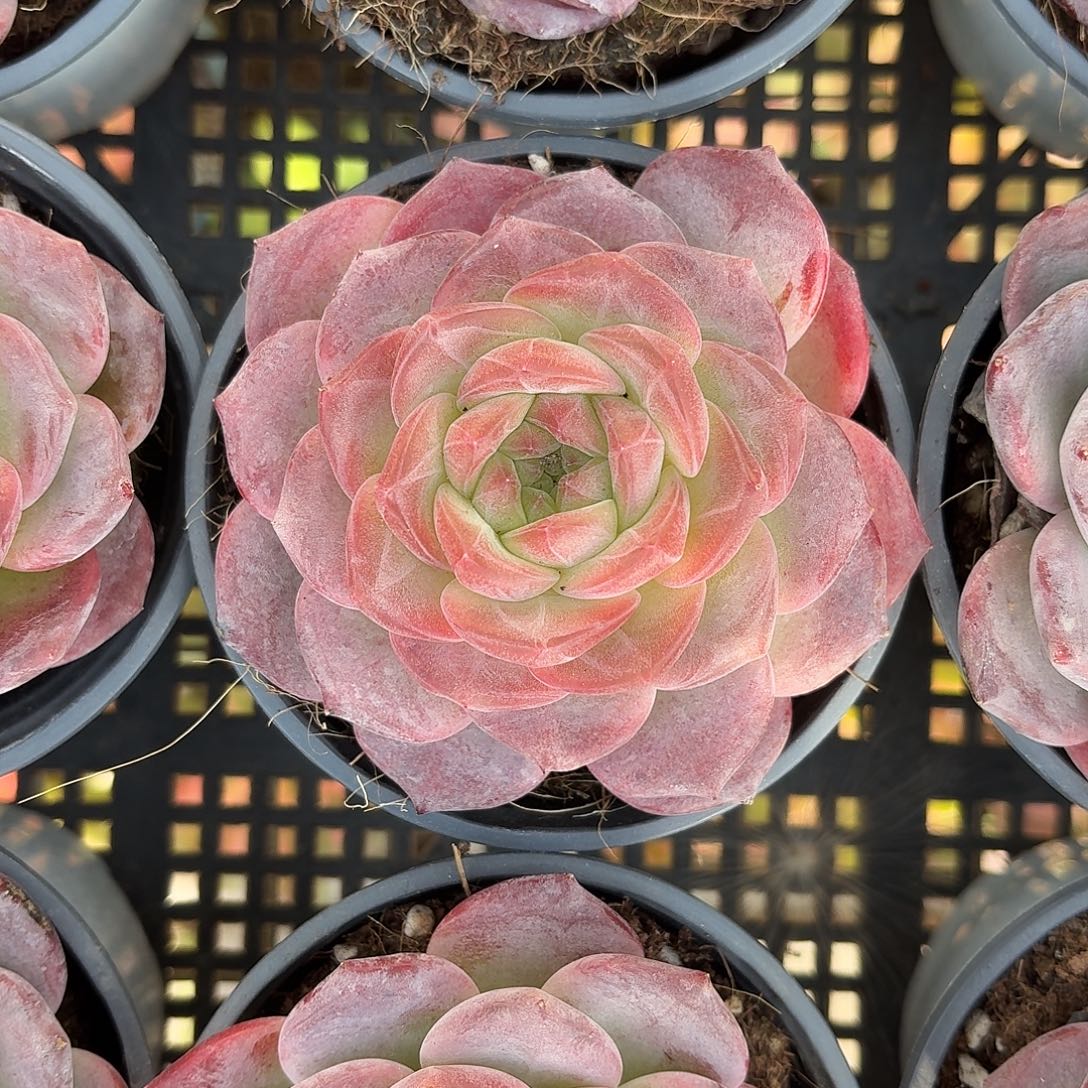 琥珀新品多肉10㎝盆参考