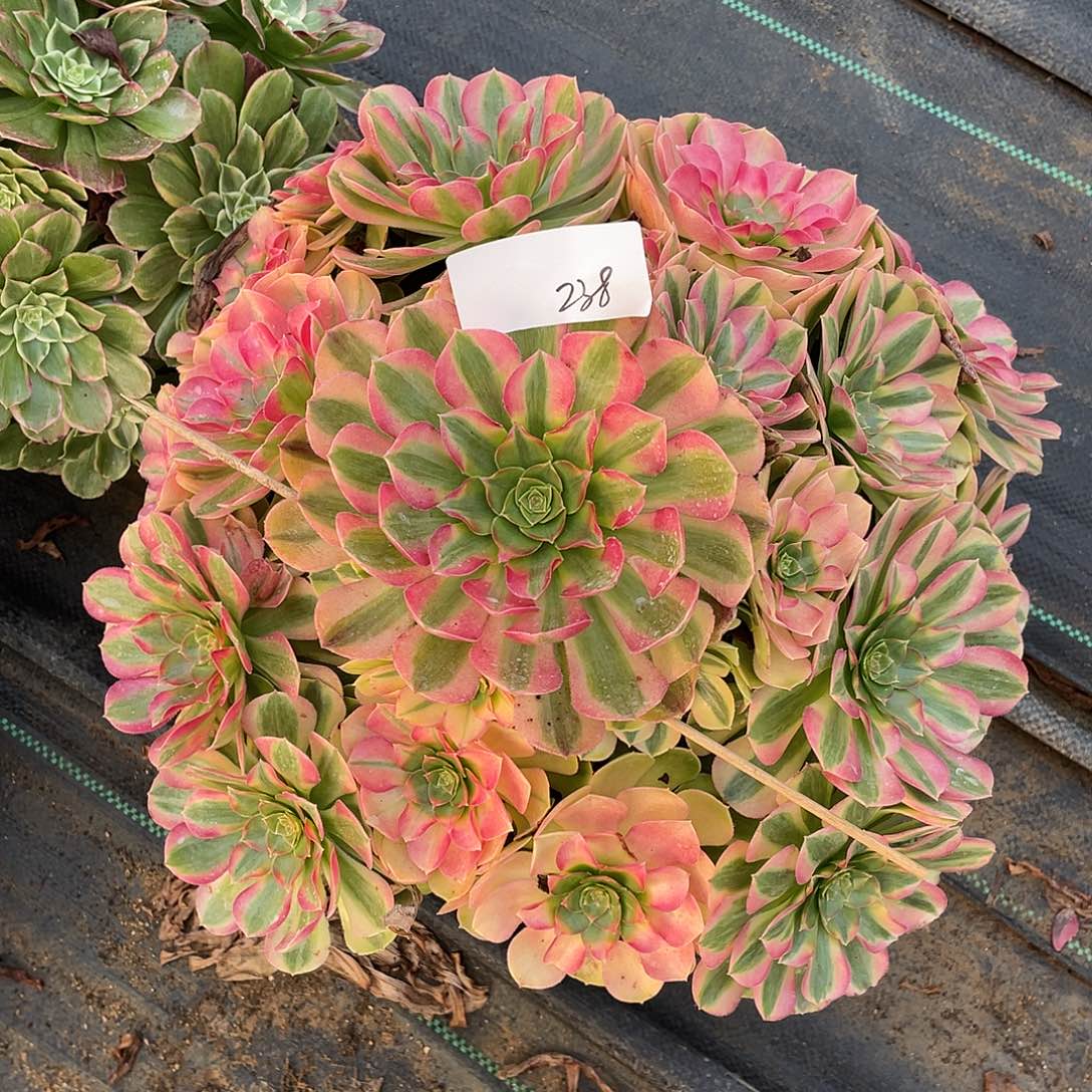 23811111111111111111