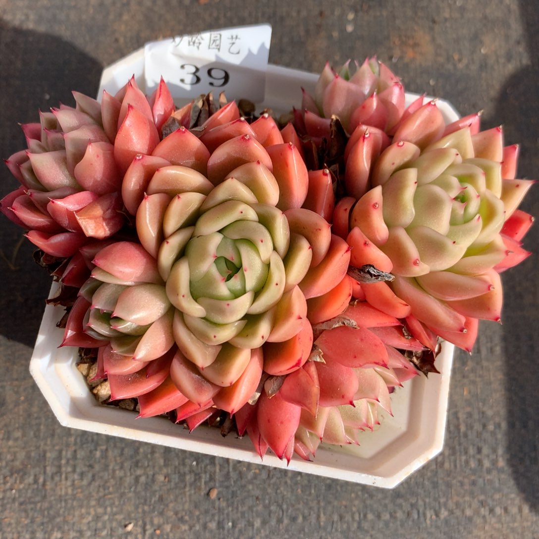 39新年快乐发发发发发发发