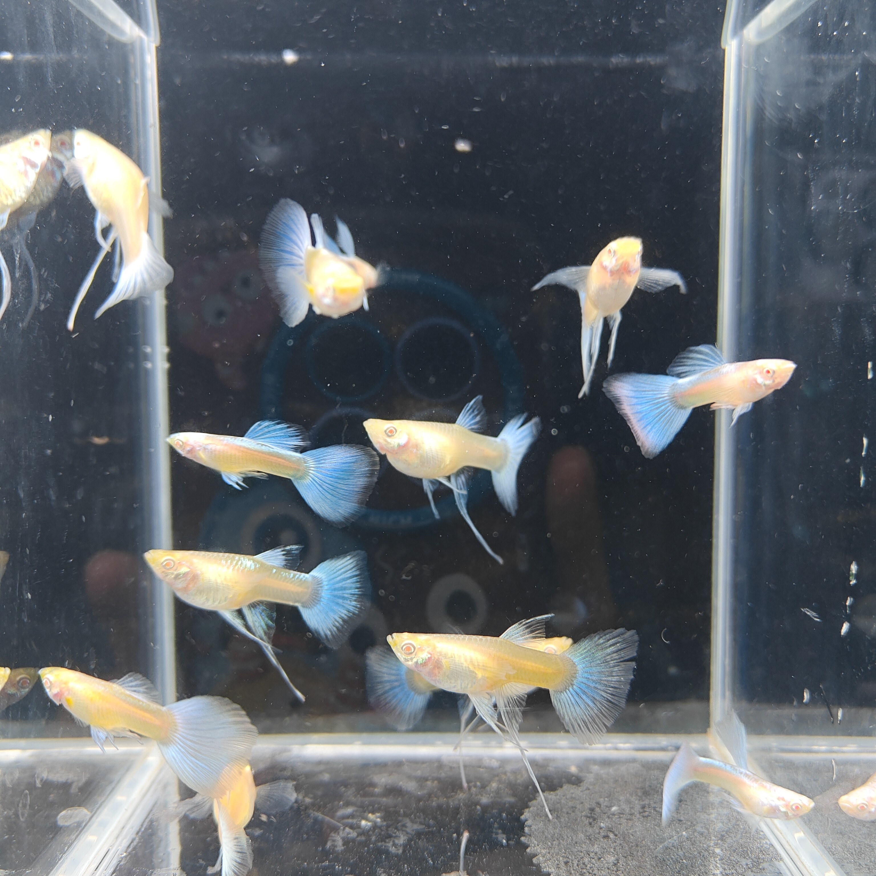 精品孔雀鱼天空蓝c体（入缸后不包损）