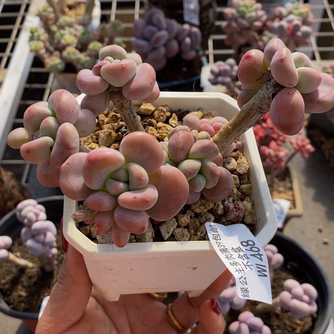 你****！红洛神468/10c m多肉