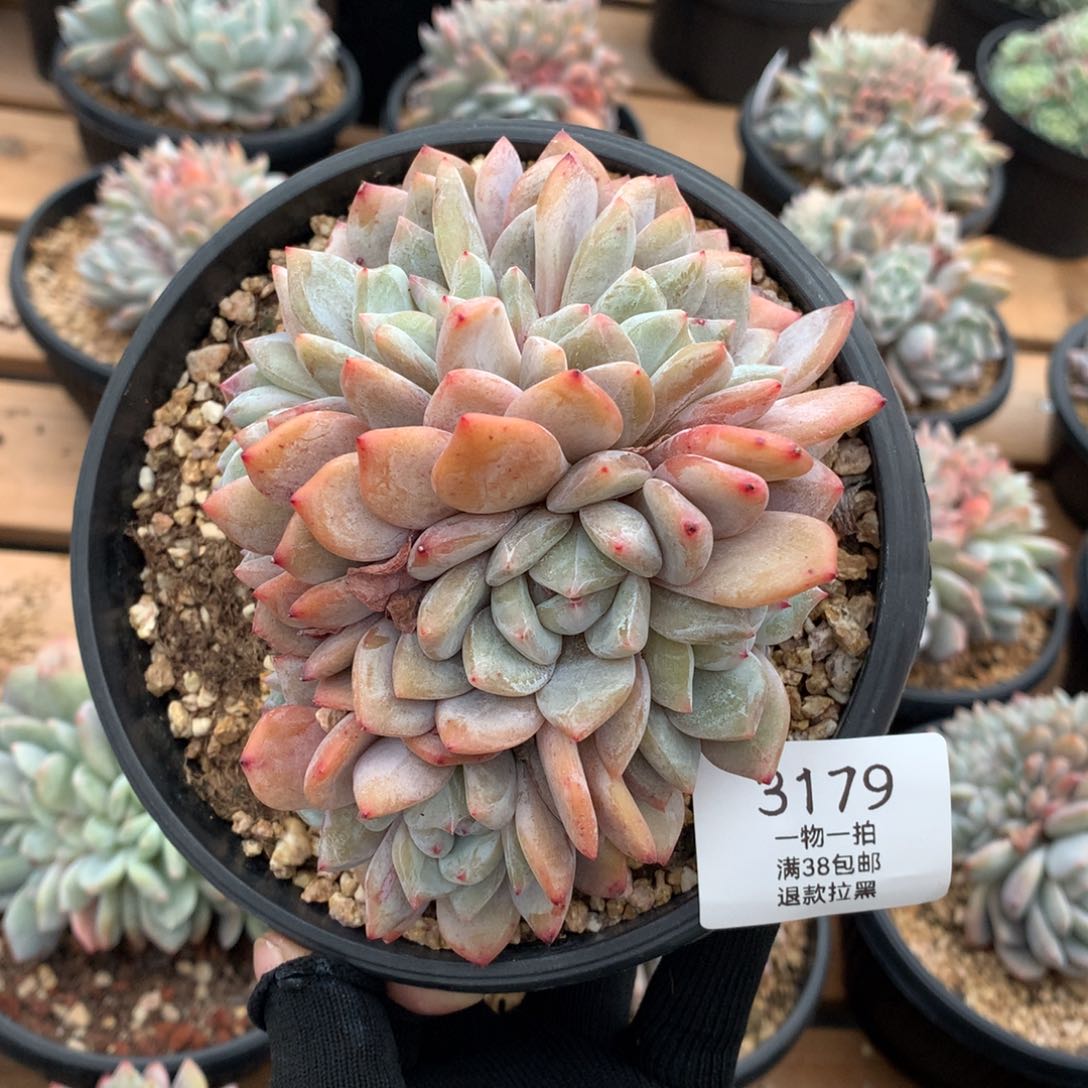 12.7厘米五头带缀星影3179