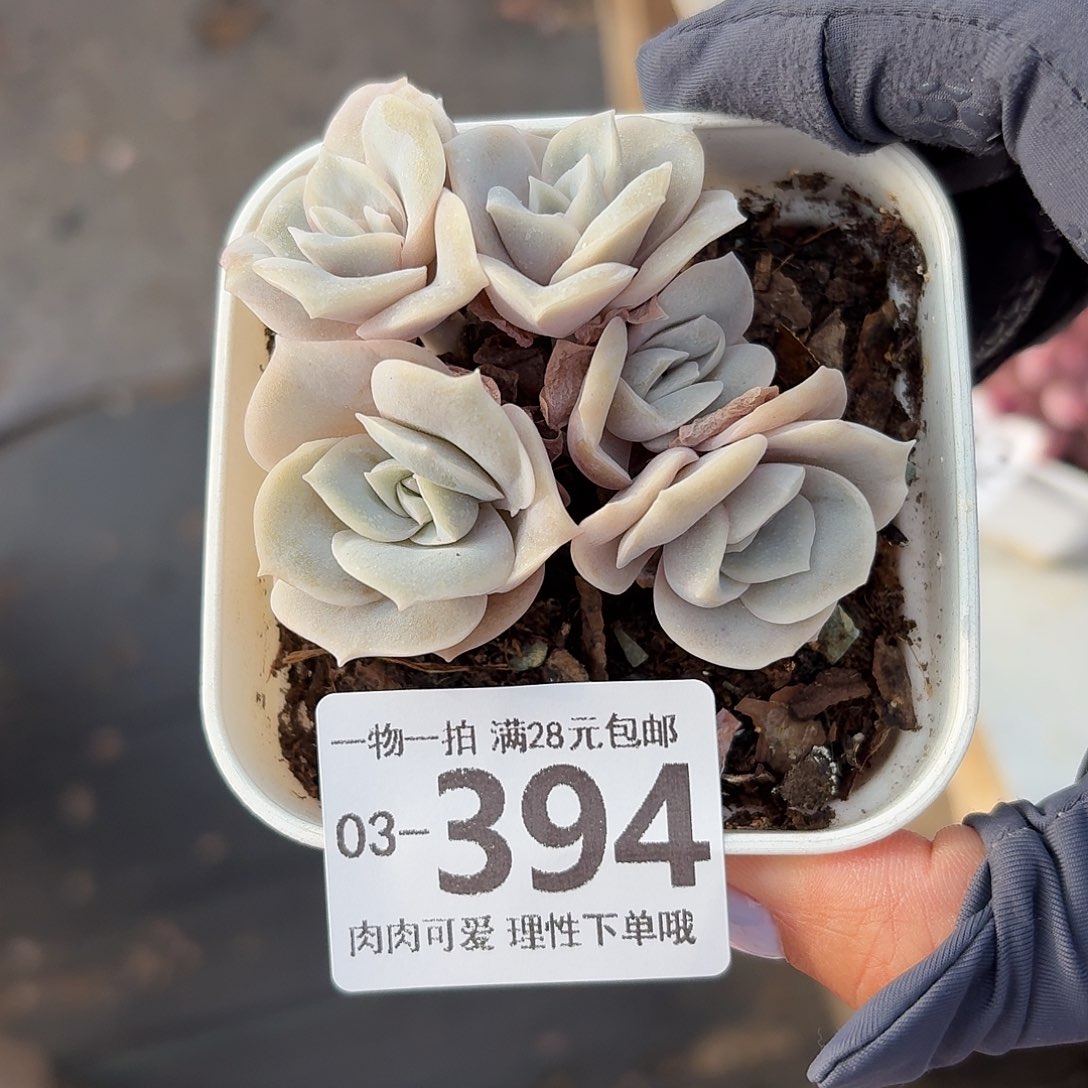 可爱玫瑰无盆土发货无