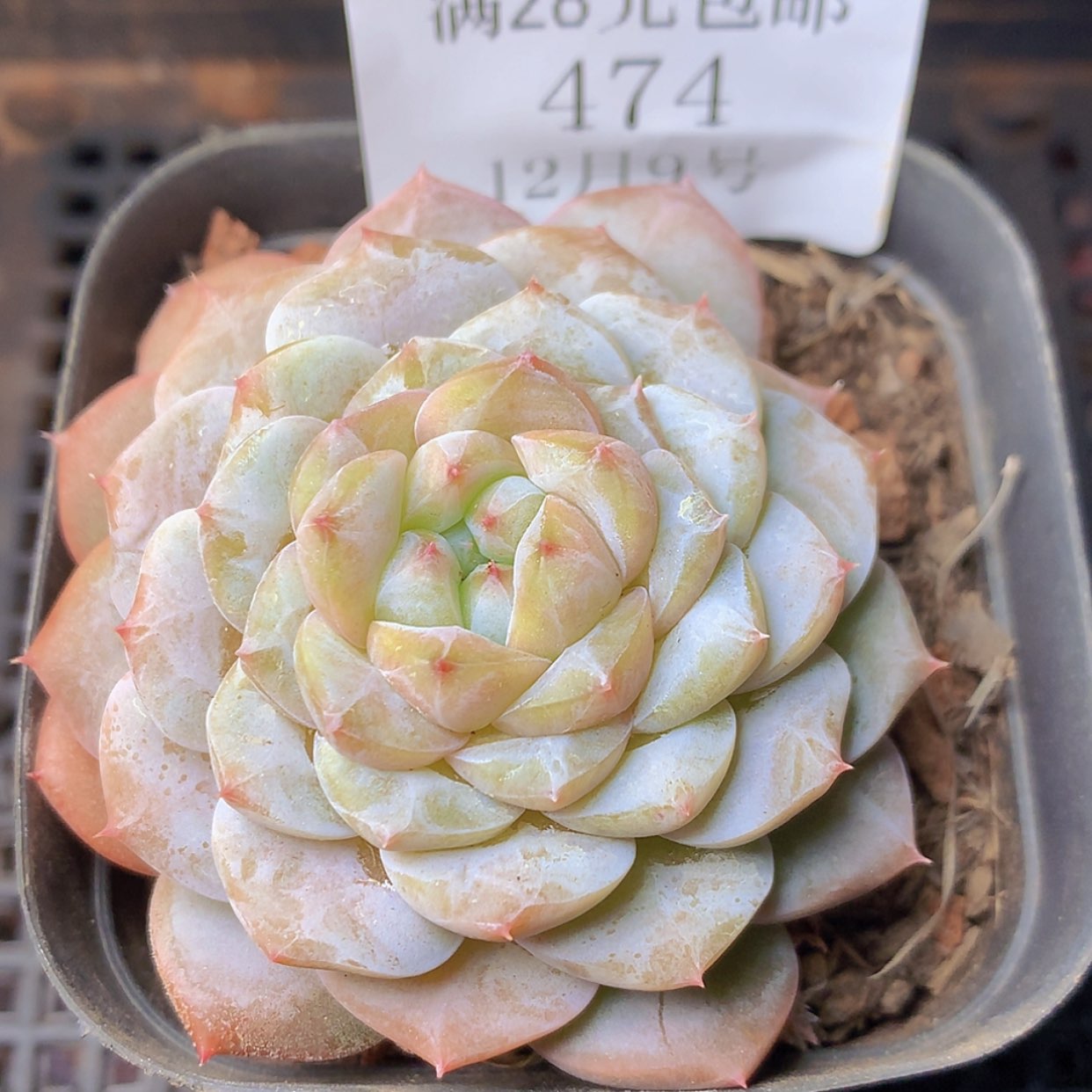 【闪购商品】云474号