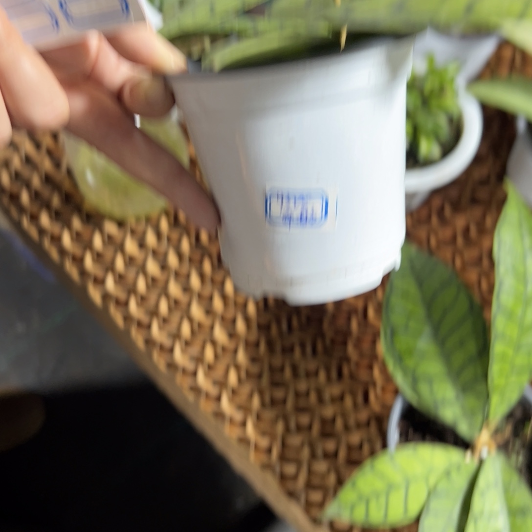 许***彬完全开放西瓜皮球兰