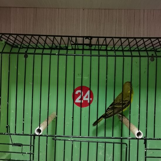 她***爹虎皮鹦鹉虎皮鹦鹉金青公一只