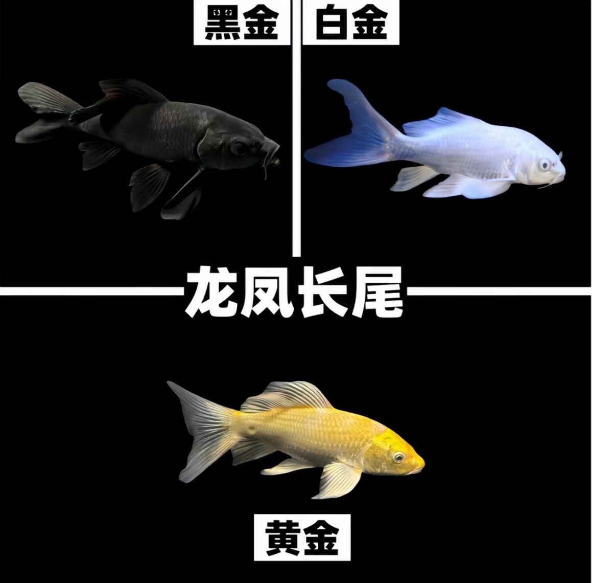 普身贵妃蝴蝶鲤，6-9cm