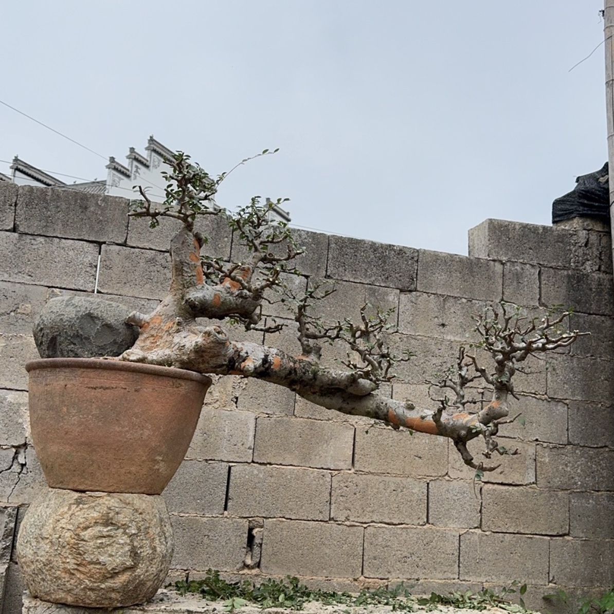 小叶榔榆，徽州古梅（一物一拍，直播间为准）