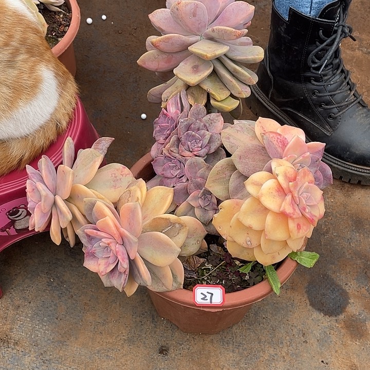 27紫乐锦 一物一拍多肉