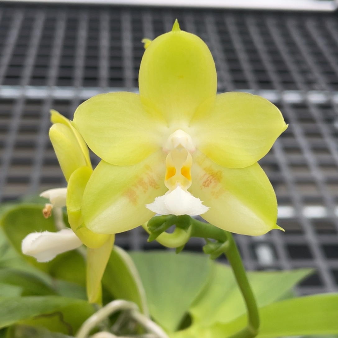 完全开放03号开花株，双苗，叶子修剪