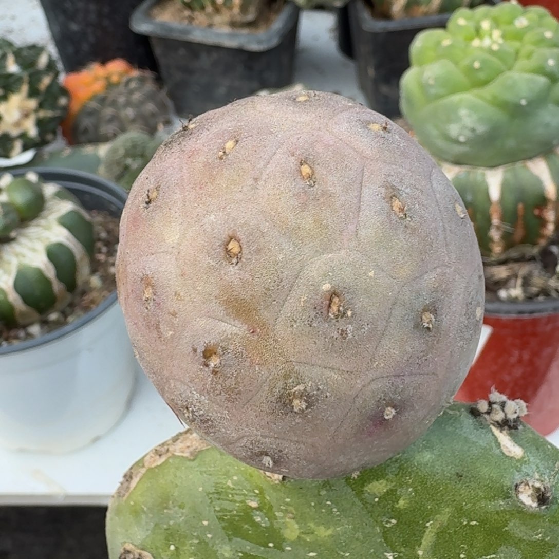 【闪购商品】紫皮鹅蛋小