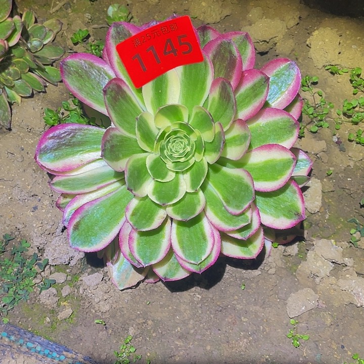 1145粉海王多肉植物