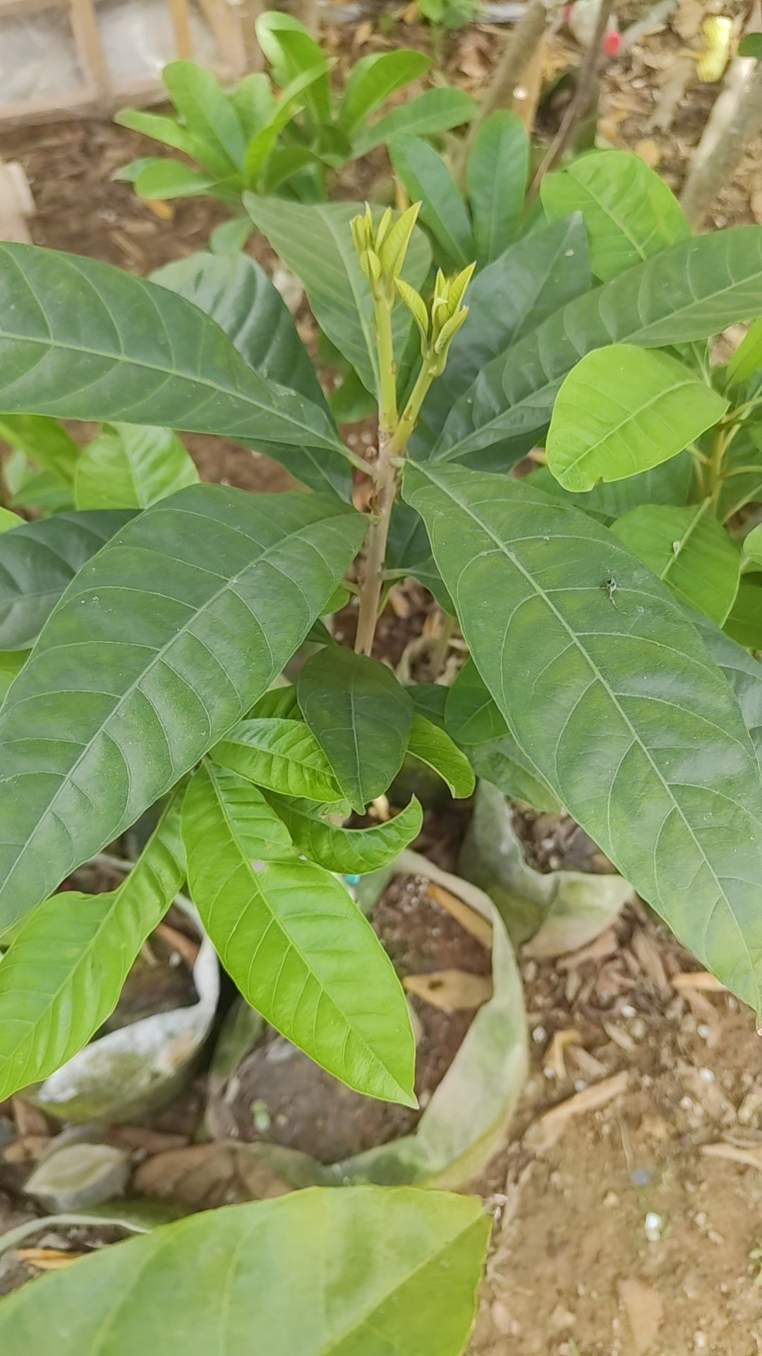 国际版罗斯果母本枝小苗