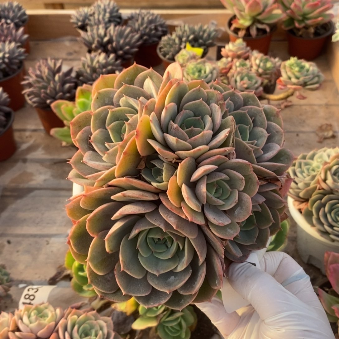 4839蓝色苍鹭一物一拍