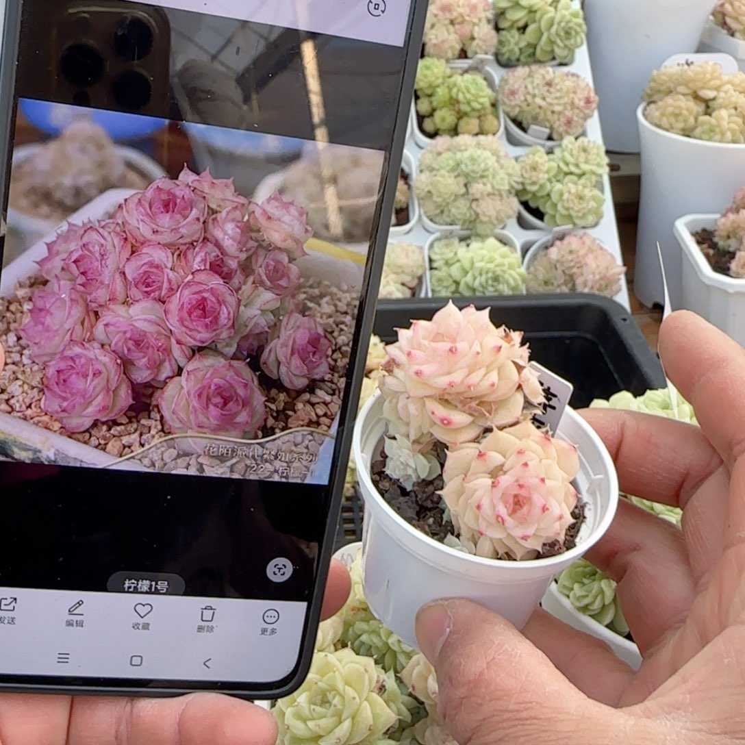 【闪购商品】0113-17（柠檬-1