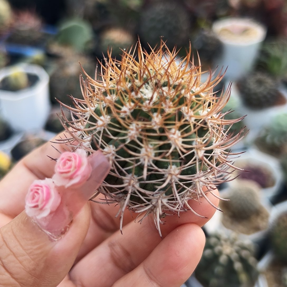 金刺逆豹 仙人球66666666