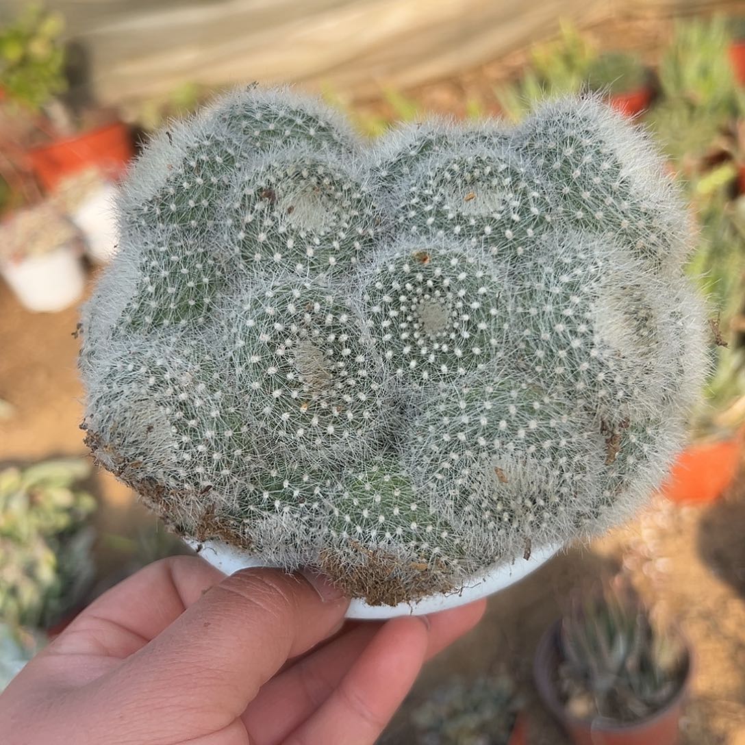 多肉植物白雪光群