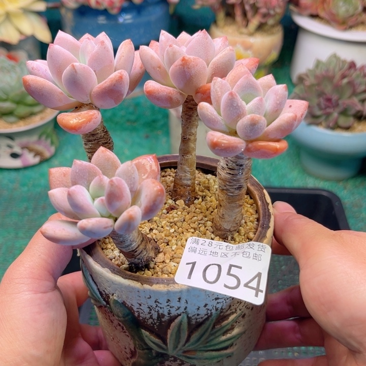 大1054:）xvzvxbchvbb