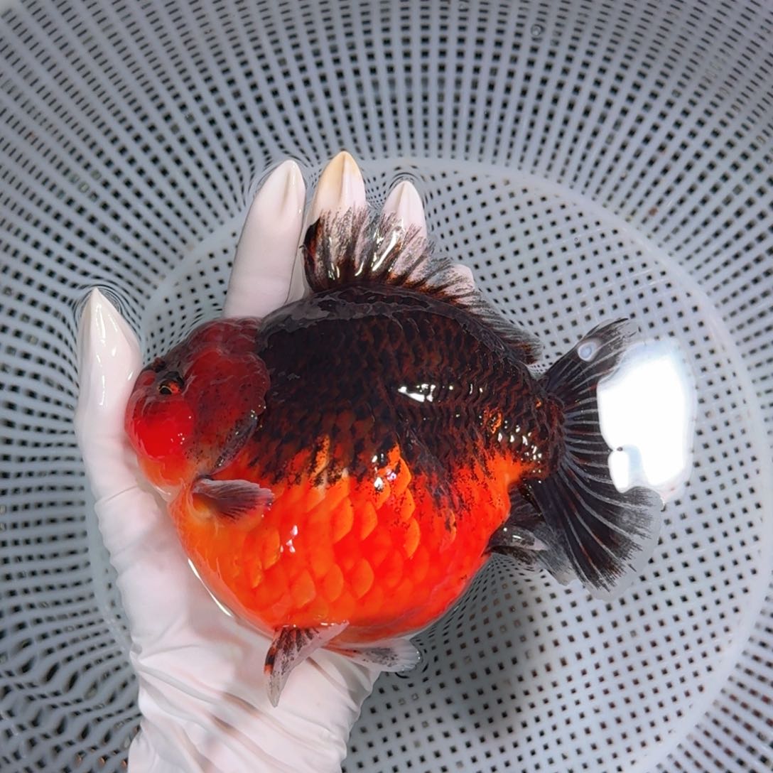 金鱼类不分公母15