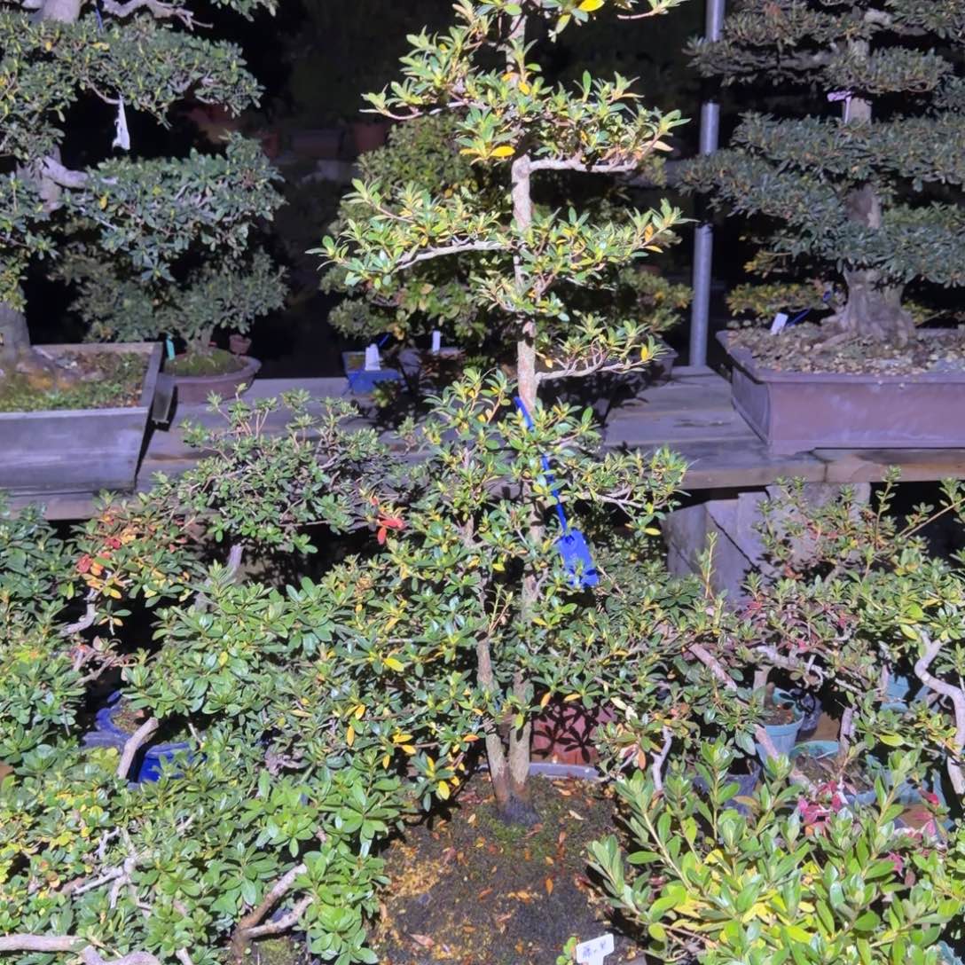 无花朵花卉苗木花卉苗木