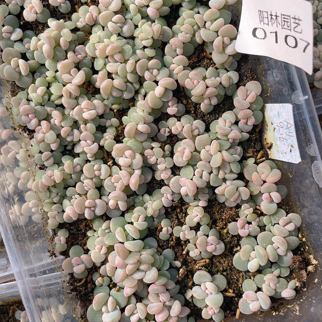 饼****多肉植物多肉植物107