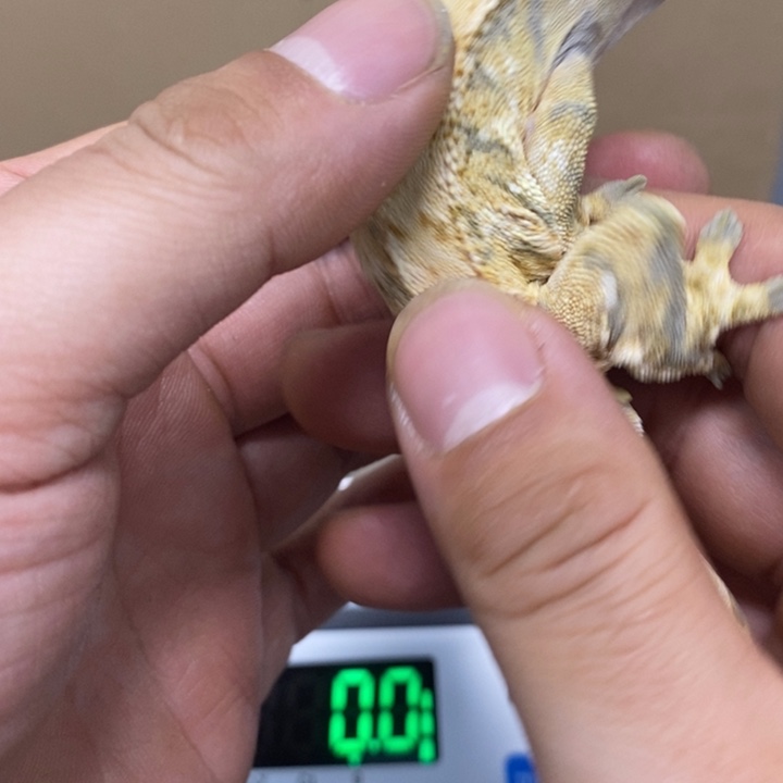 睫角守宫2025.12.9十二号