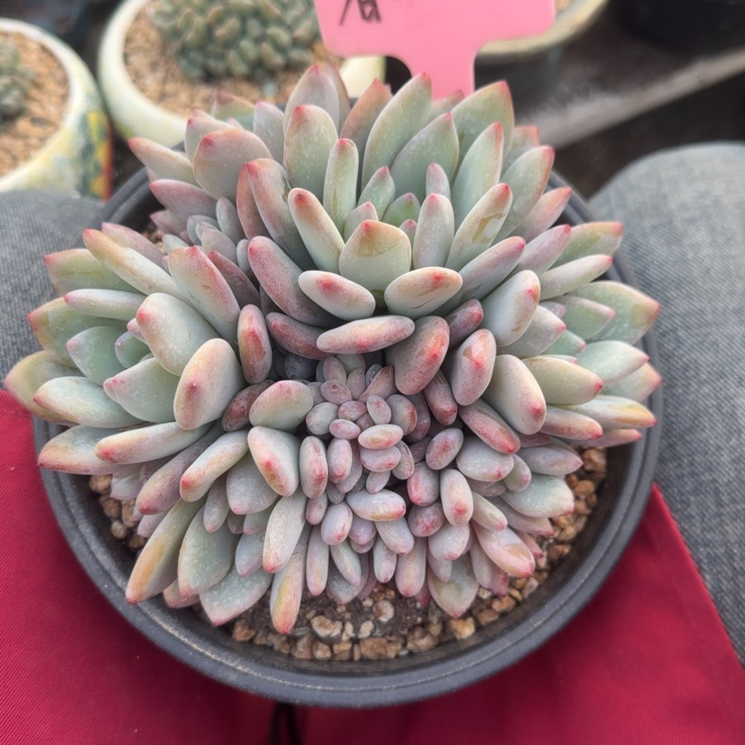 暮光之城群生五十包邮