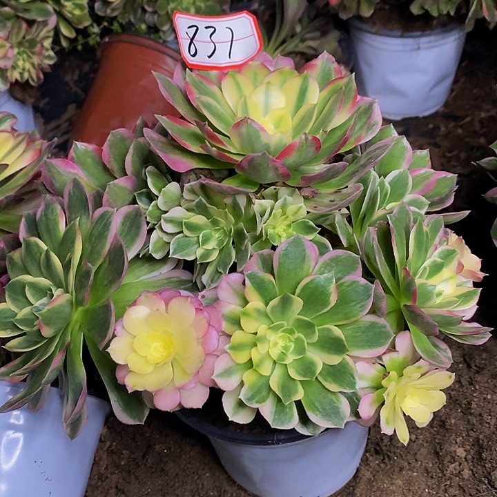 冷***忆海仙老桩捧花837好